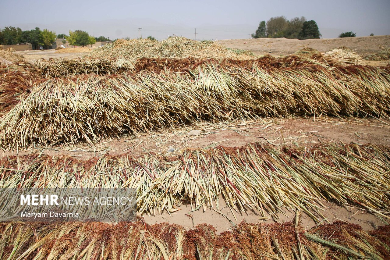  هنر سنتی «جاروبافی» در روستای ملاحسن