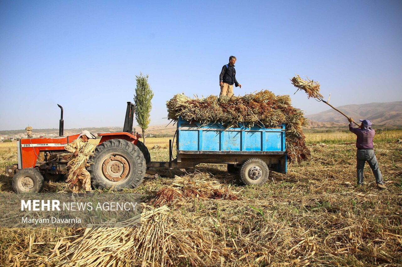  هنر سنتی «جاروبافی» در روستای ملاحسن