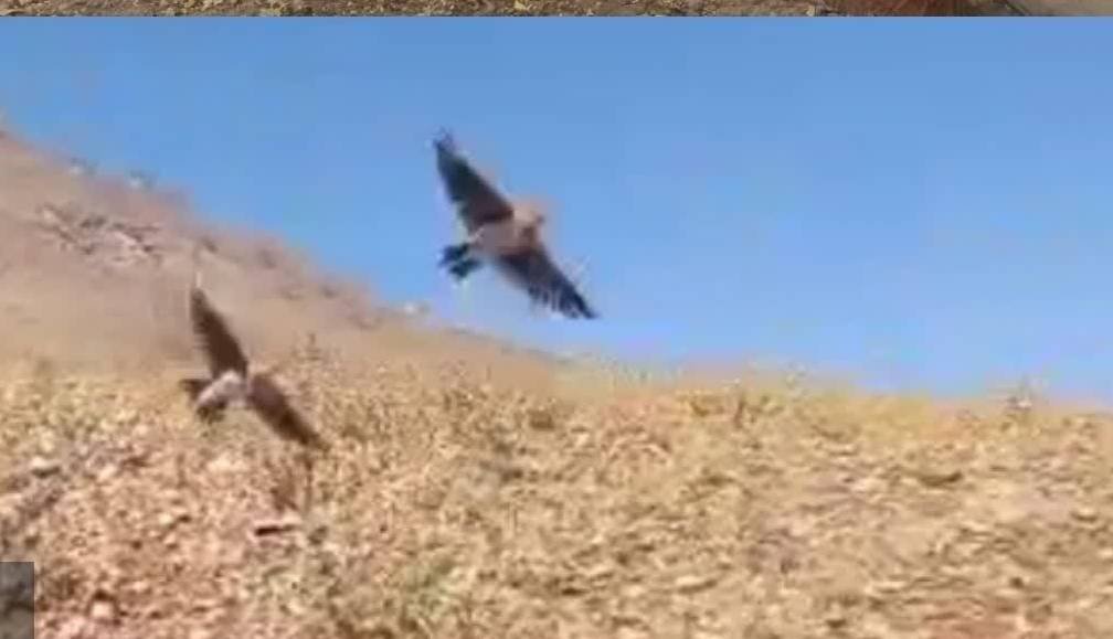  دستگیری فروشندگان غیرمجاز پرندگان زینتی در بروجرد