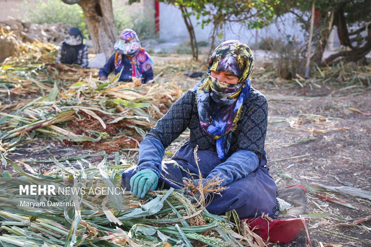  هنر سنتی «جاروبافی» در روستای ملاحسن