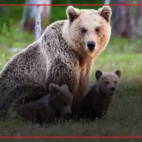 گشت‌وگذار خرس مادر و توله‌اش در رودبار