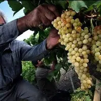 برداشت انگور از باغات آذربایجان غربی
