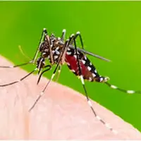 خطر اپیدمی تب دنگی در بندرعباس؛ هشدار جدی علوم‌پزشکی