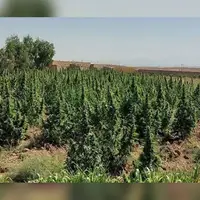 کشف ۳ و نیم تن ماری‌جوانا در ایذه