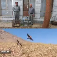  دستگیری فروشندگان غیرمجاز پرندگان زینتی در بروجرد