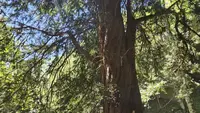 کشف کهنسال‌ترین سرخدار هیرکانی با قدمت ۳ هزار ساله در مازندران