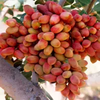 نرخ‌نامه رسمی کارگران فصلی پسته‌چین در رفسنجان اعلام شد