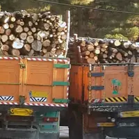 دستگیری اعضای یک باند سازمان یافته قاچاق چوب در آمل