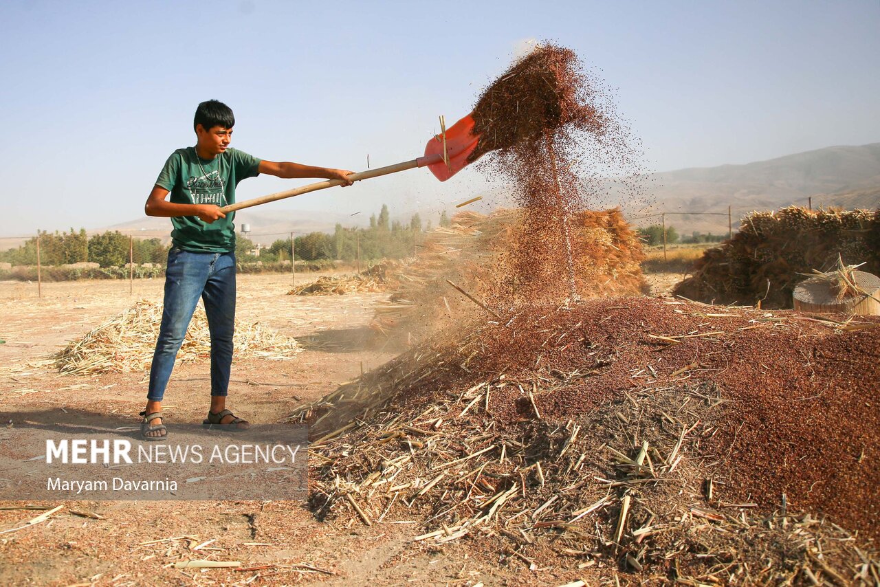  هنر سنتی «جاروبافی» در روستای ملاحسن