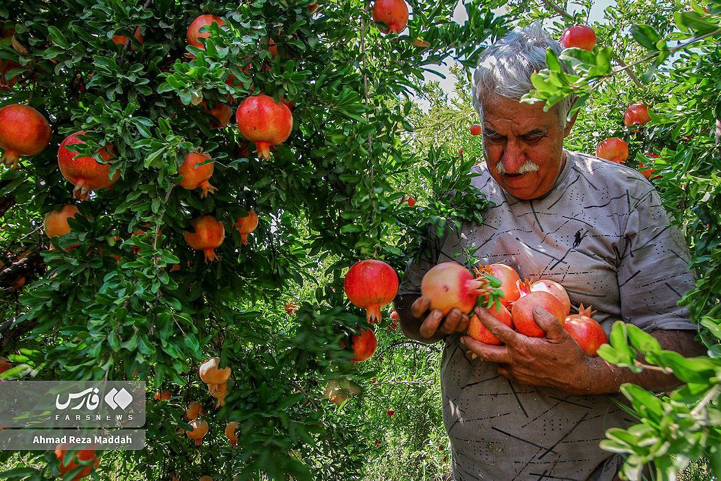 عکس/ برداشت انار در کُهمره سرخی شیراز 