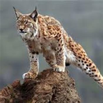 دیدنی-خواندنی