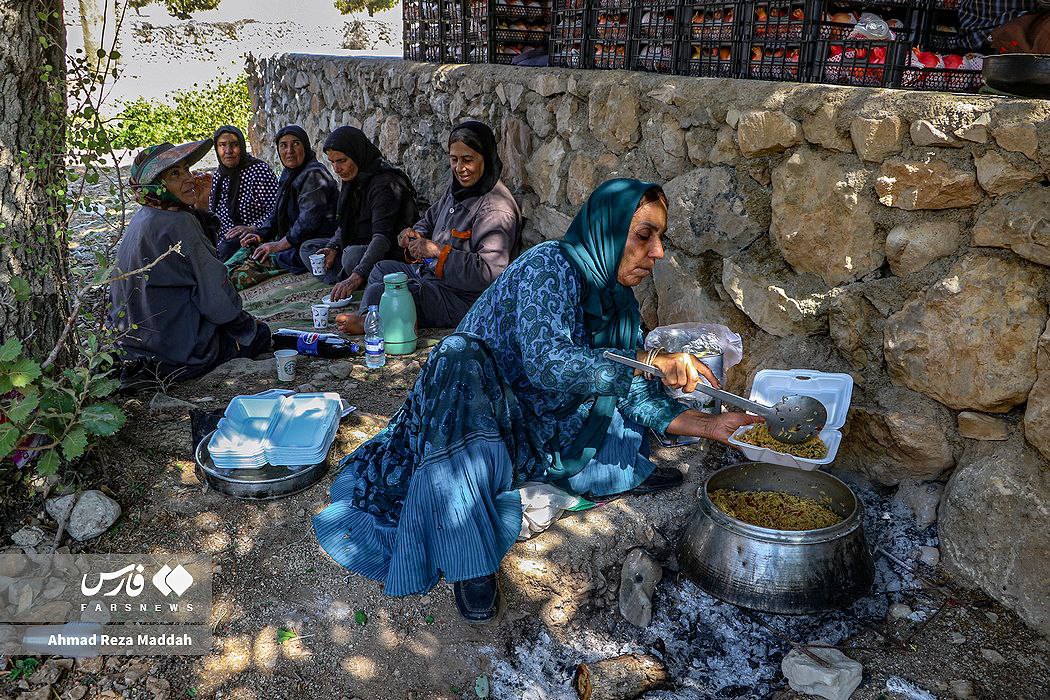 عکس/ برداشت انار در کُهمره سرخی شیراز 