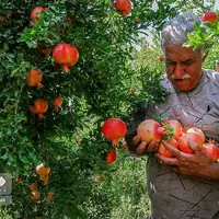 عکس/ برداشت انار در کُهمره سرخی شیراز 