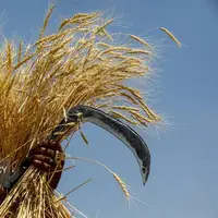 ۹۵ درصد از مطالبات گندم‌کاران لرستانی پرداخت شد