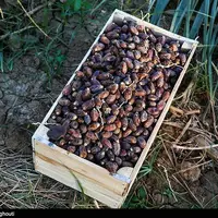 صادرات ۳۹۵ میلیون دلار خرما در سال گذشته