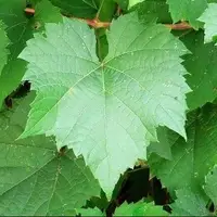 هزاران خواص در برگ مو