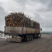 افزون بر ۱۰ تُن چوب «طاق جنگلی» در بجنورد کشف شد
