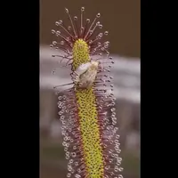 گیاه گوشت‌خوار در عمل شکار پروانه را بلعید
