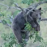 بلوط‌ خوری جالب بچه‌‌ خرس بالای درخت