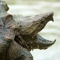 شکار یک پرنده توسط لاک‌پشت گازگیر