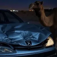 برخورد پژو با شتر سرگردان در جاده فرودگاه قشم جان راننده را گرفت