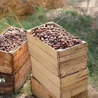 عکس/ برداشت خرما در خوزستان