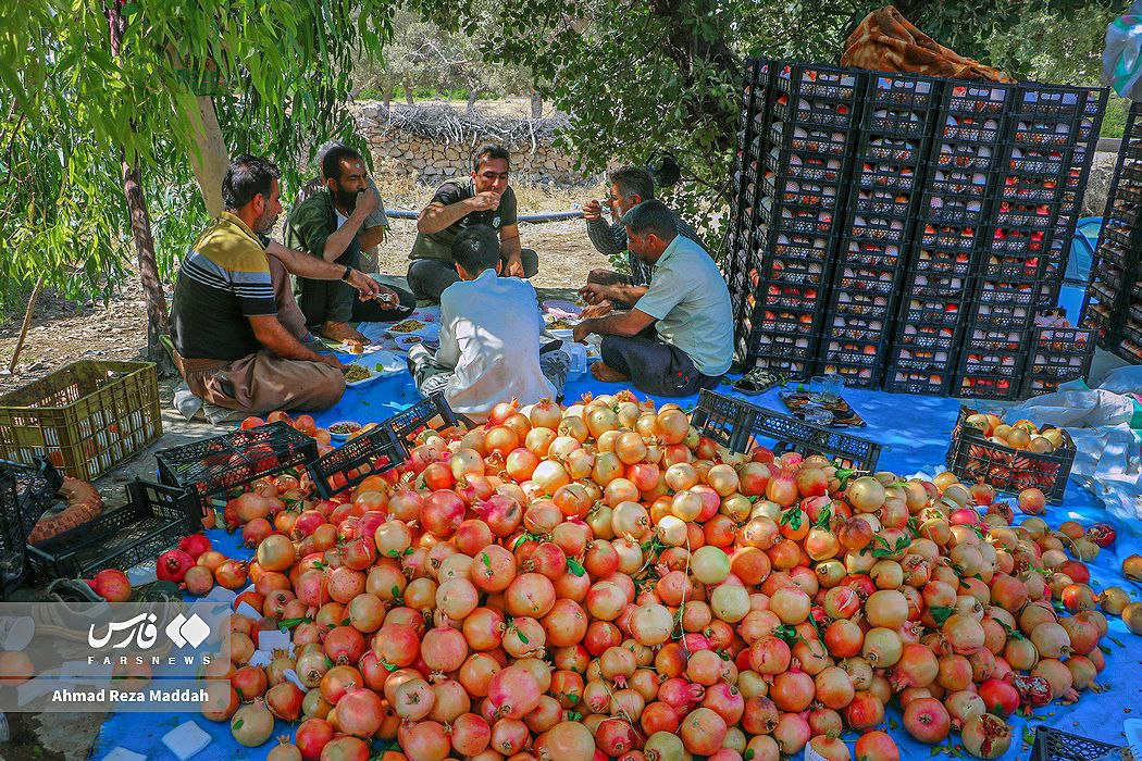 عکس/ برداشت انار در کُهمره سرخی شیراز 