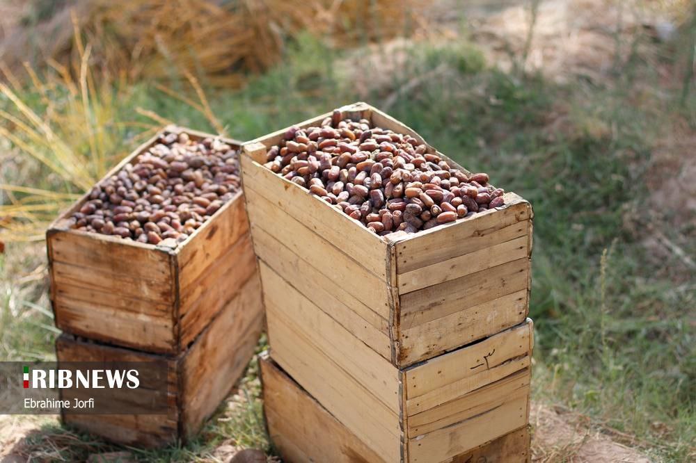 عکس/ برداشت خرما در خوزستان