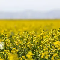 کشت کلزا در میاندوآب آغاز شد