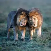 صاعقه‌ای که شیرها را از جا پراند!