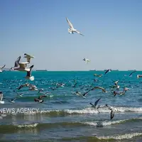 سواحل استان بوشهر متلاطم است
