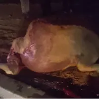 تصادف خودرو با شتر در محور جاسک ـ لیردف