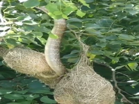 شکار جوجه ها از لانه شان