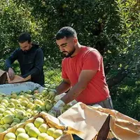 نبود صنایع تبدیلی فروش سیب در کهگیلویه و بویراحمد را دشوار کرد