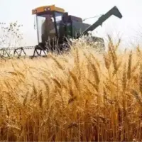 قیمت خرید تضمینی گندم نباید زیر ۳۰ هزار تومان باشد