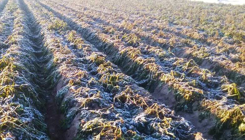 کاهش محسوس دمای هوای اصفهان تا اواخر هفته