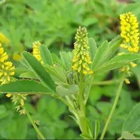 یونجه زرد؛ گیاهی سنتی با پتانسیل مهار آنزیم کلیدی آلزایمر