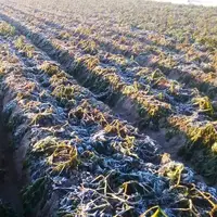 کاهش محسوس دمای هوای اصفهان تا اواخر هفته