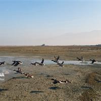 داستان غم‌انگیز ورود پرندگان مهاجر به تالاب‌های نیمه‌خالی گلستان