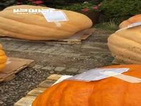  جشنواره سبزیجات غول‌پیکر در باغ گیاه‌شناسی مسکو