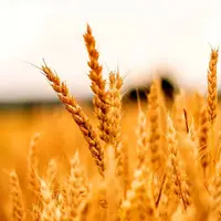 نرخ خرید تضمینی گندم یکم مهر مشخص می‌شود