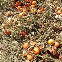 حال و هوای روزهای آخر تابستان و برداشت گوجه فرنگی