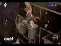 مگه میشه هولشتاین گوساله سیستانی بزاد؟!