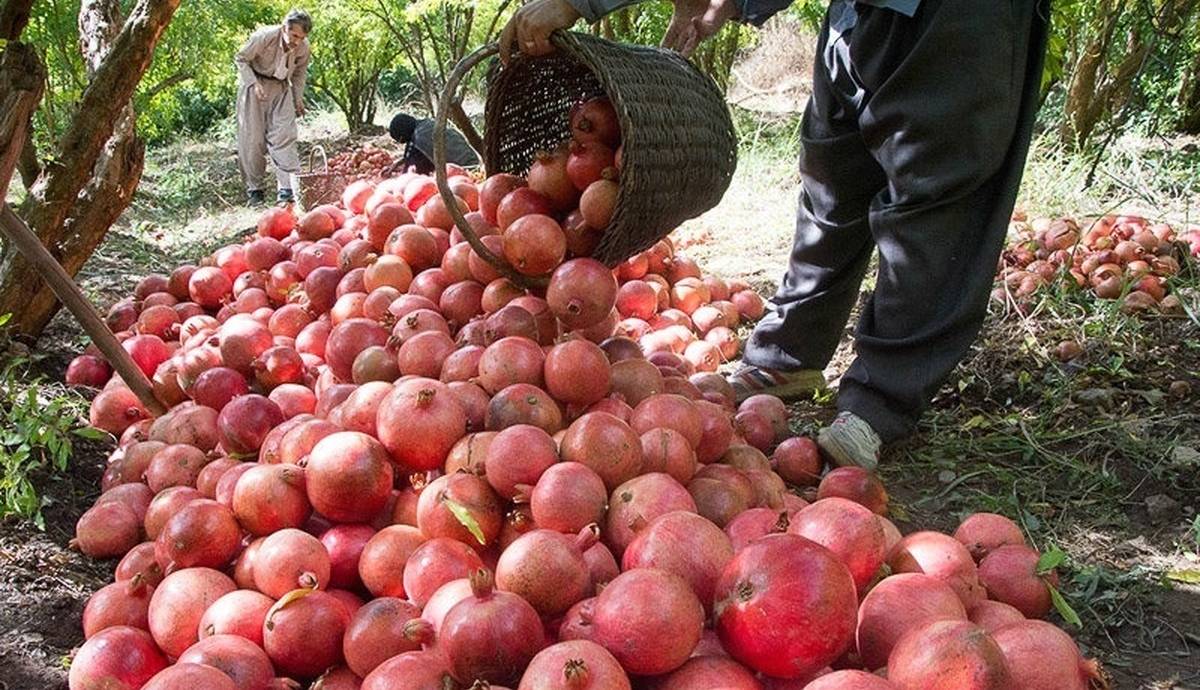 پیشبینی برداشت ۲۳ هزار تن انار از باغهای خوزستان