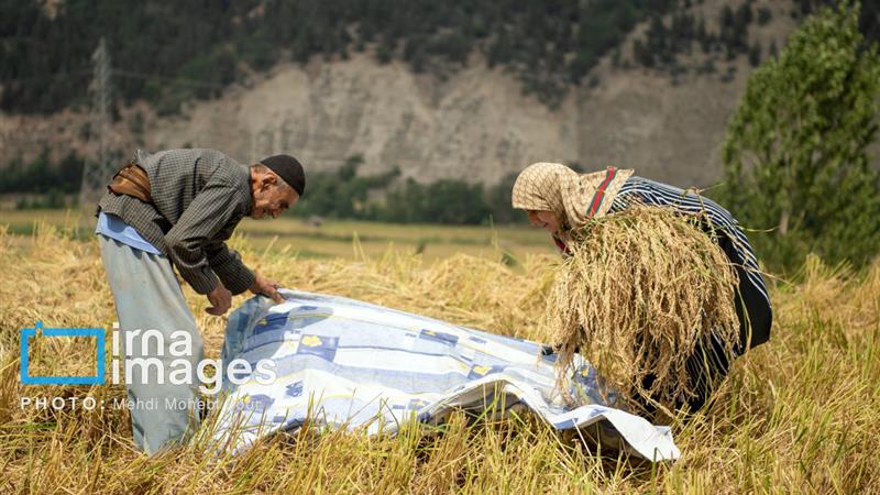 زنان دوشادوش مردان در سازندگی مازندران