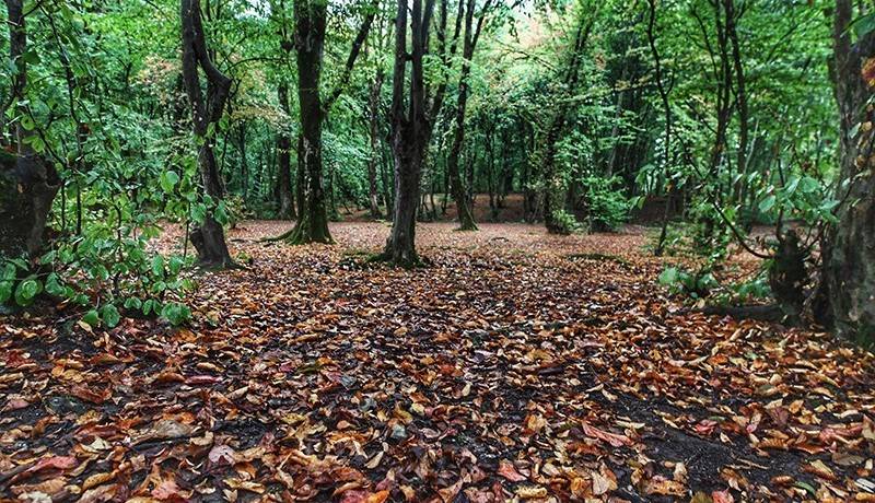 نجات معجزهآسای دختر ۸ ساله در جنگل النگدره؛ عملیات نفسگیر در تاریکی