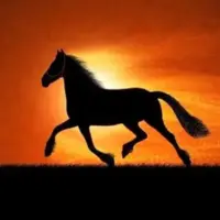 مشاهده یک اسب سرگردان در آزادراه تهران–شمال