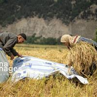 زنان دوشادوش مردان در سازندگی مازندران