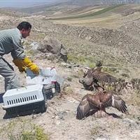 بازگرداندن موفق ۵۰ درصد از گونه‌های کلینیک پردیسان به طبیعت