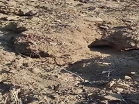 لونه موش در باغ بادام!